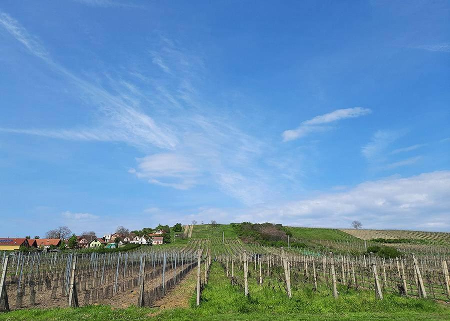 Sklep Vino Strycek Konuk evi Velké Bílovice Dış mekan fotoğraf